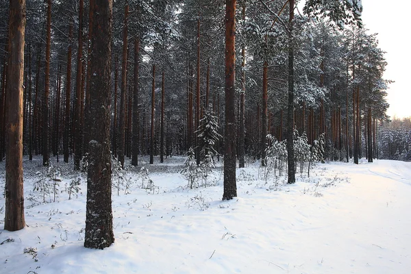 冬季松树林 — 图库照片
