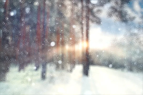Zimowy Las tło — Zdjęcie stockowe