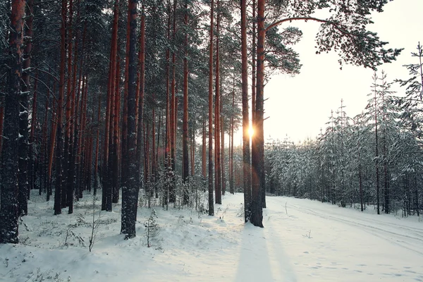 Zimowy las sosnowy — Zdjęcie stockowe