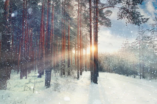 Krajobraz lasów zimowych — Zdjęcie stockowe