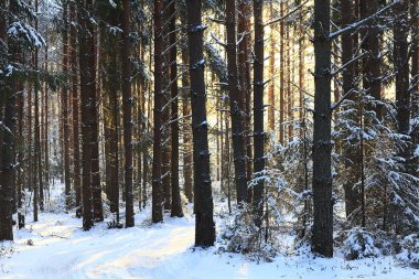 Kışın çam ormanı