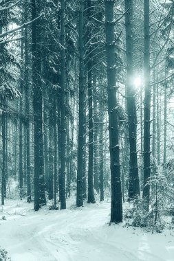 Kışın çam ormanı