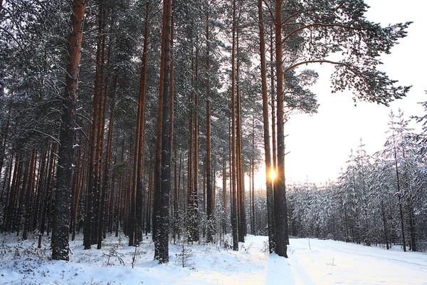 Dennenbos in de winter — Stockfoto