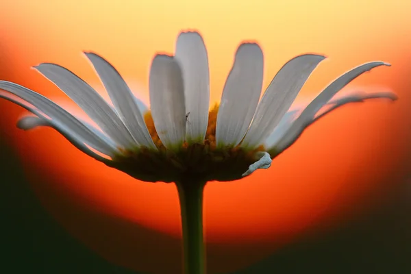 Μαργαρίτα λουλούδι την άνοιξη — Φωτογραφία Αρχείου