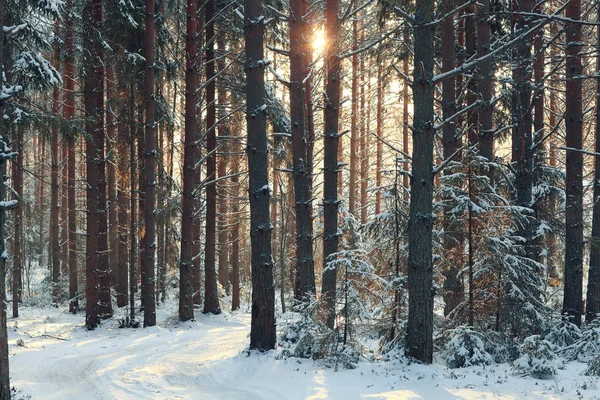 Bosque de pinos en invierno — Foto de Stock