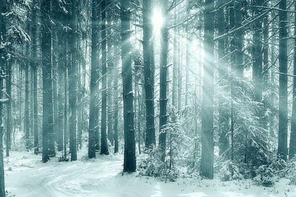 Las sosnowy zimą — Zdjęcie stockowe