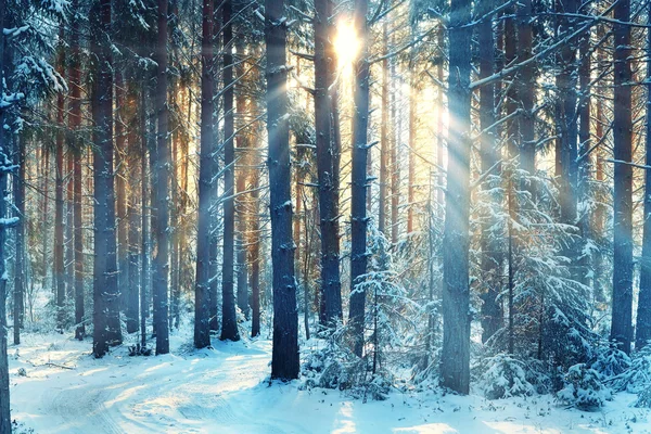 Invierno bosque de pino — Foto de Stock