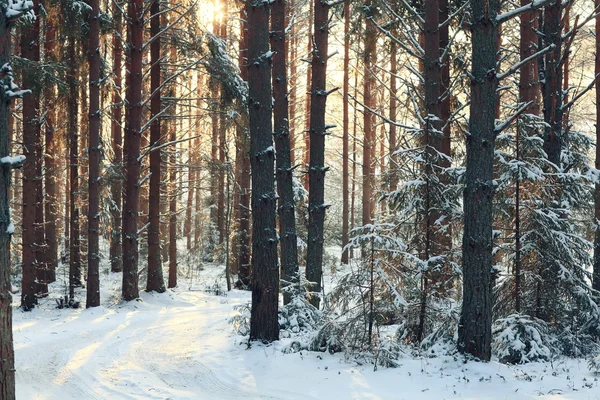 Pineta in inverno — Foto Stock