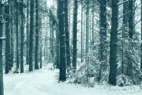 Сосновий ліс взимку — стокове фото