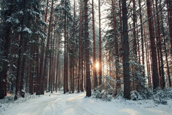 Bosque de pinos en invierno — Foto de Stock