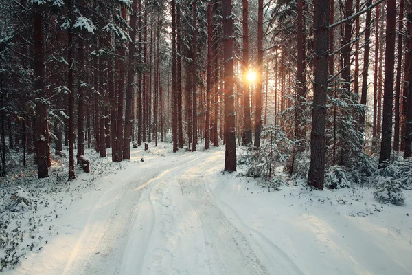 Bosque de pinos en invierno — Foto de Stock