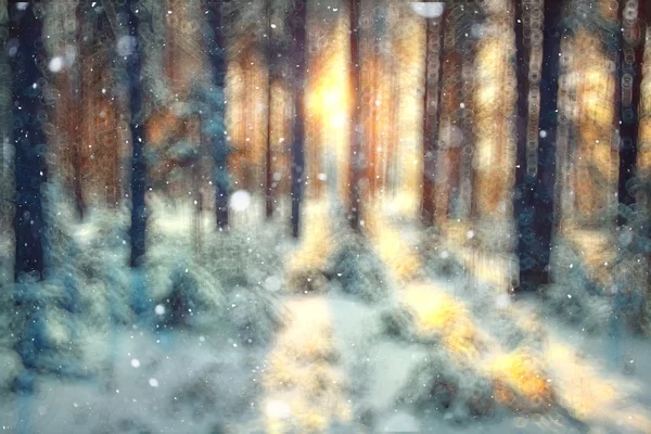 겨울 숲 배경 — 스톡 사진