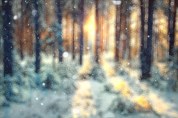 Winter forest background — Stock Photo, Image