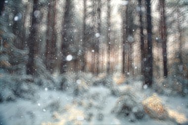 kış orman arka plan