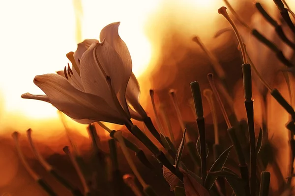 Beautiful lily flowers — Stock Photo, Image