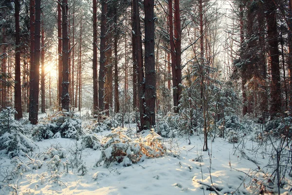 Bosque de pinos en invierno — Foto de Stock