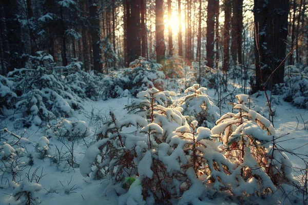 Winter dennenbos — Stockfoto