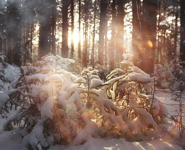 Bosque de pinos en invierno — Foto de Stock