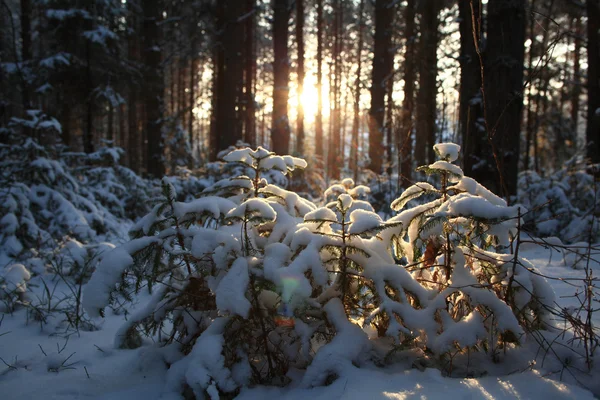 Bosque de pinos en invierno — Foto de Stock