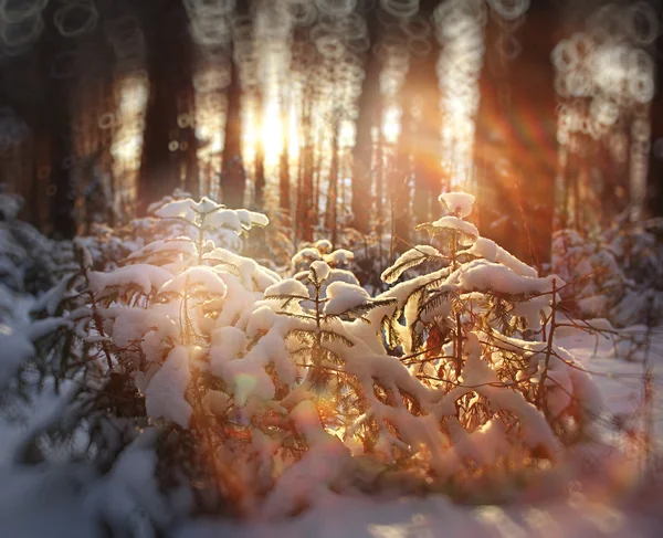 冬天的松林 — 图库照片