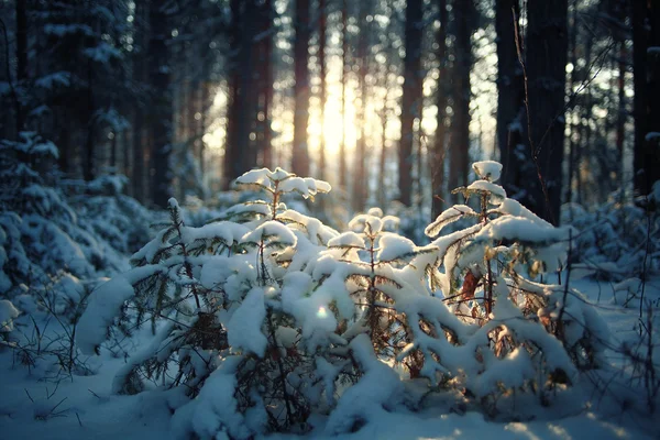 Dennenbos in de winter — Stockfoto