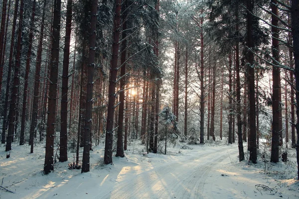 Las sosnowy zimą — Zdjęcie stockowe