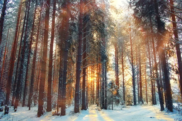 Téli fenyves erdő — Stock Fotó