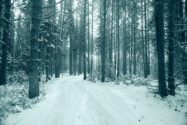 Bosque de pinos en invierno — Foto de Stock