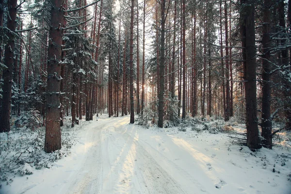 Bosque de pinos en invierno —  Fotos de Stock