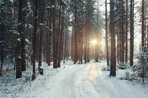 Forêt de pins en hiver — Photo