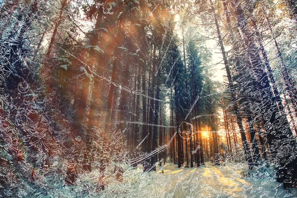Взимку соснового лісу — стокове фото