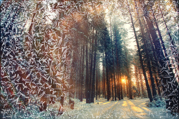 Winter pine forest snowy landscape with sun rays