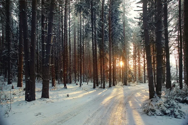 Floresta de pinheiro no inverno — Fotografia de Stock