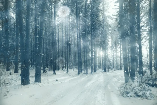 Floresta de pinheiro no inverno — Fotografia de Stock