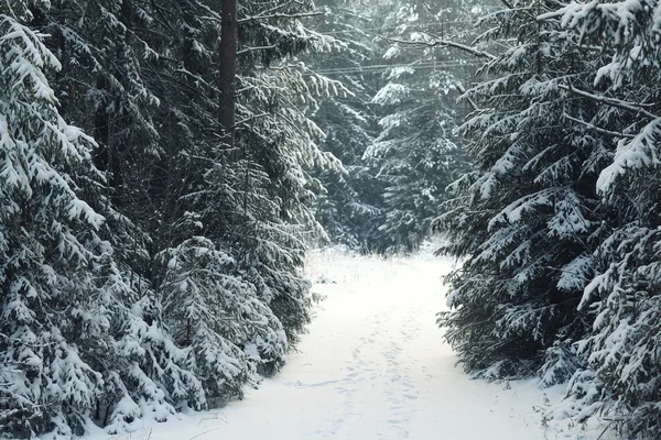 冬天的松林 — 图库照片