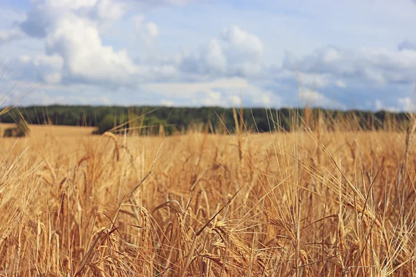 Campo di avena gialla — Foto Stock