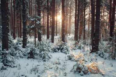 Kışın çam ormanı
