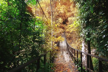 Asya Tayland jungle manzara.