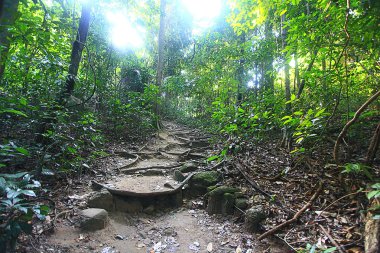 Asya Tayland jungle manzara.