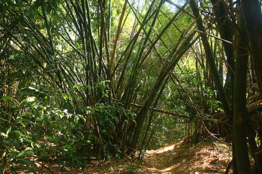 Asya Tayland jungle manzara.