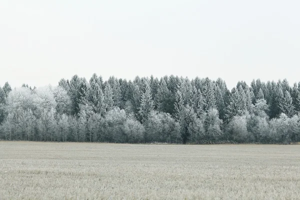 Zimní pole a Les — Stock fotografie