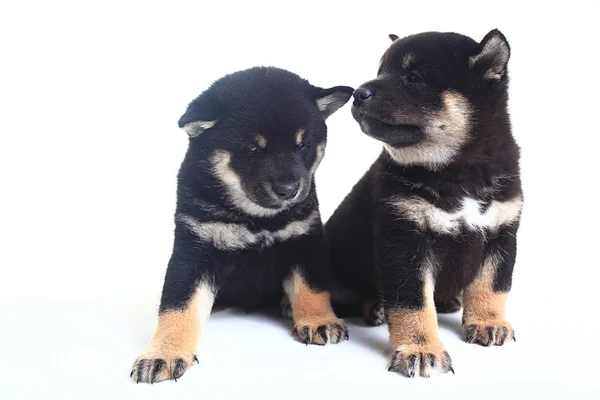 Negro Shiba inu cachorros — Foto de Stock