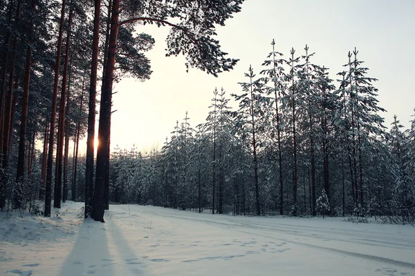 ป่าสนในฤดูหนาว — ภาพถ่ายสต็อก