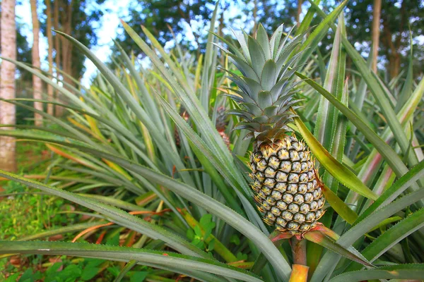 Pineapple plantation in Thailand — Stock Photo, Image