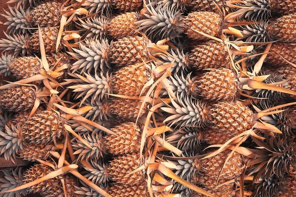 Plantation d'ananas en Thaïlande — Photo