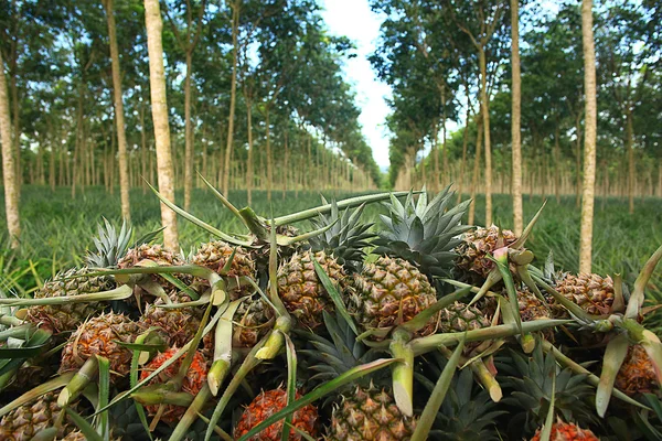 タイのパイナップル農園 — ストック写真