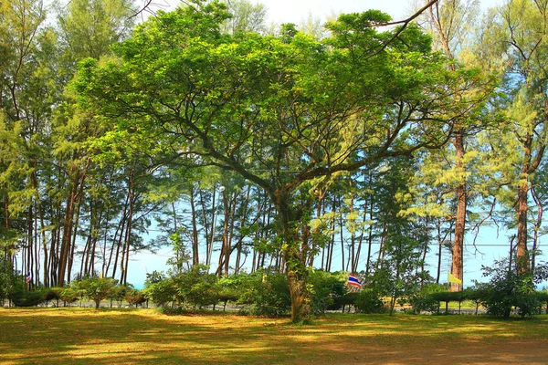 Asiático Tailândia paisagem selva . — Fotografia de Stock