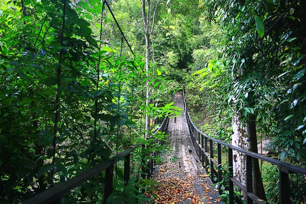 Asiático Tailândia paisagem selva . — Fotografia de Stock