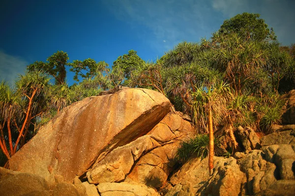 Asian Thailand jungle landscape. — Stock Photo, Image