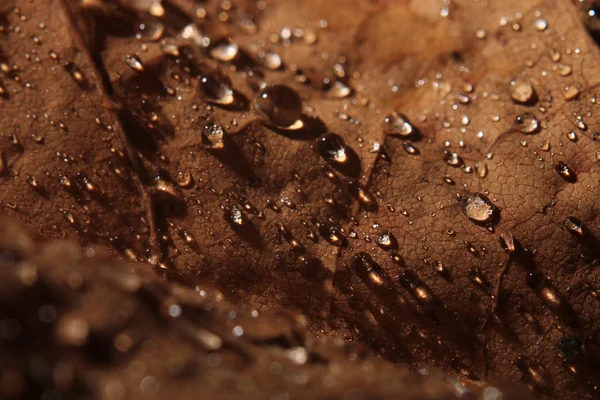 Yellow leaf with water drops — Stock Photo, Image